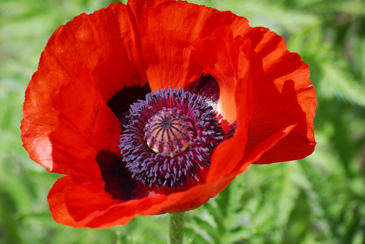 poppy flower red poppy free photo