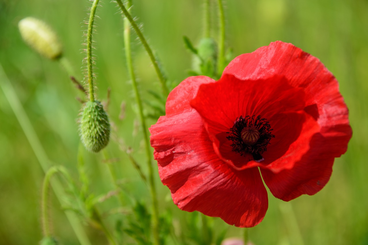 poppy klatschmohn red poppy free photo