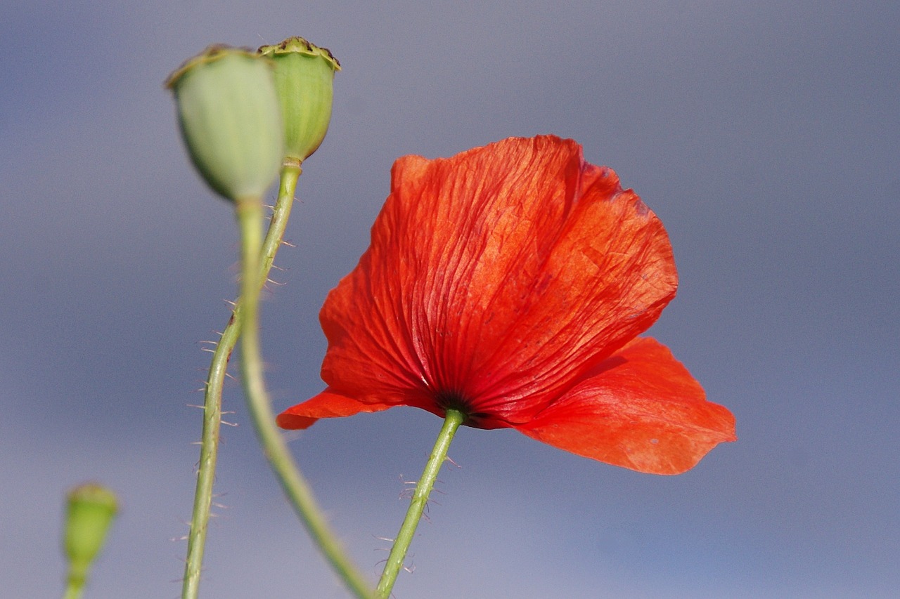 poppy blossom bloom free photo