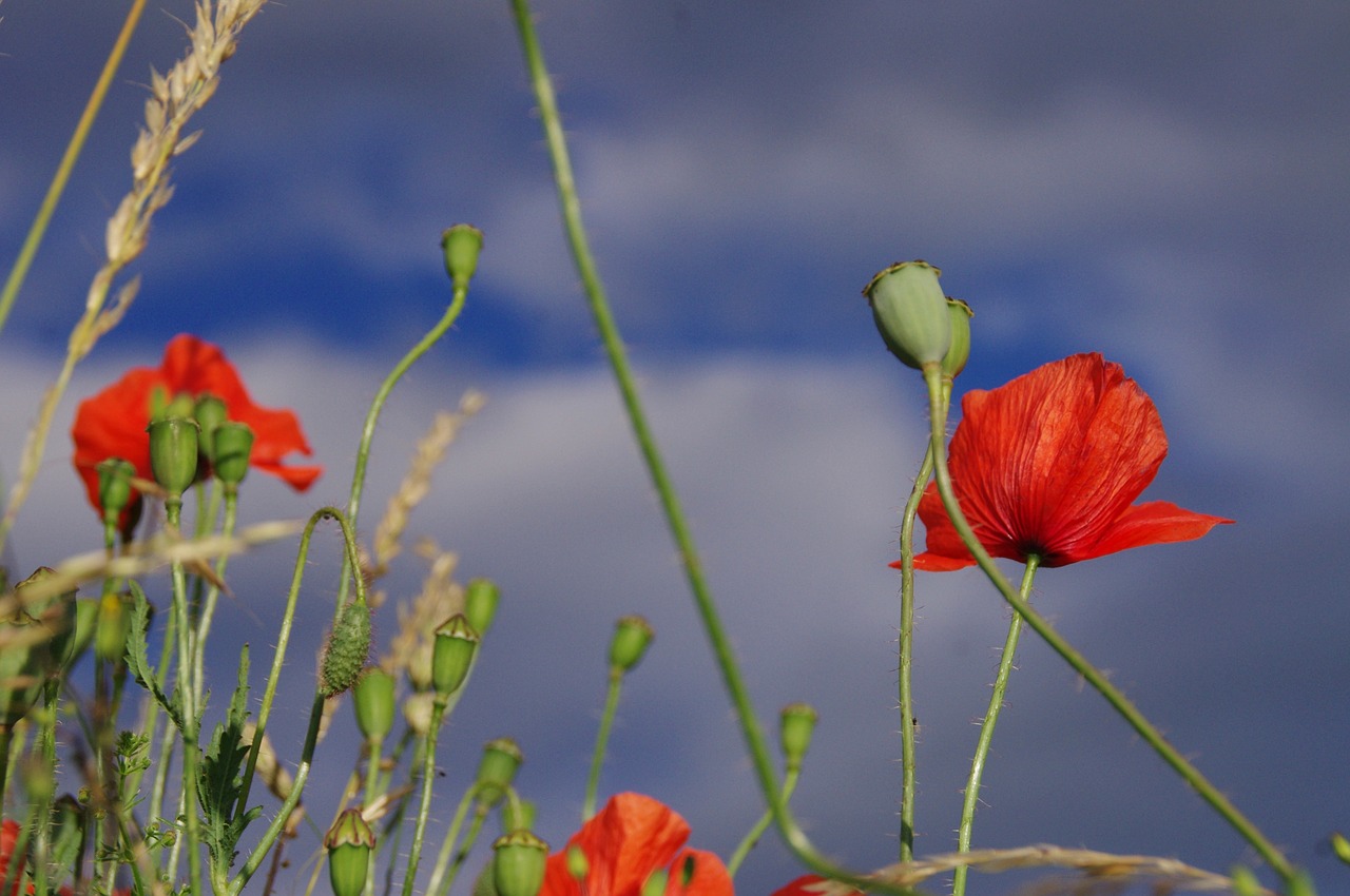 poppy blossom bloom free photo