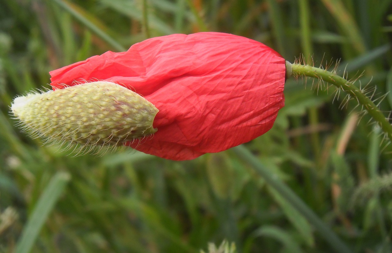 poppy petals flower free photo