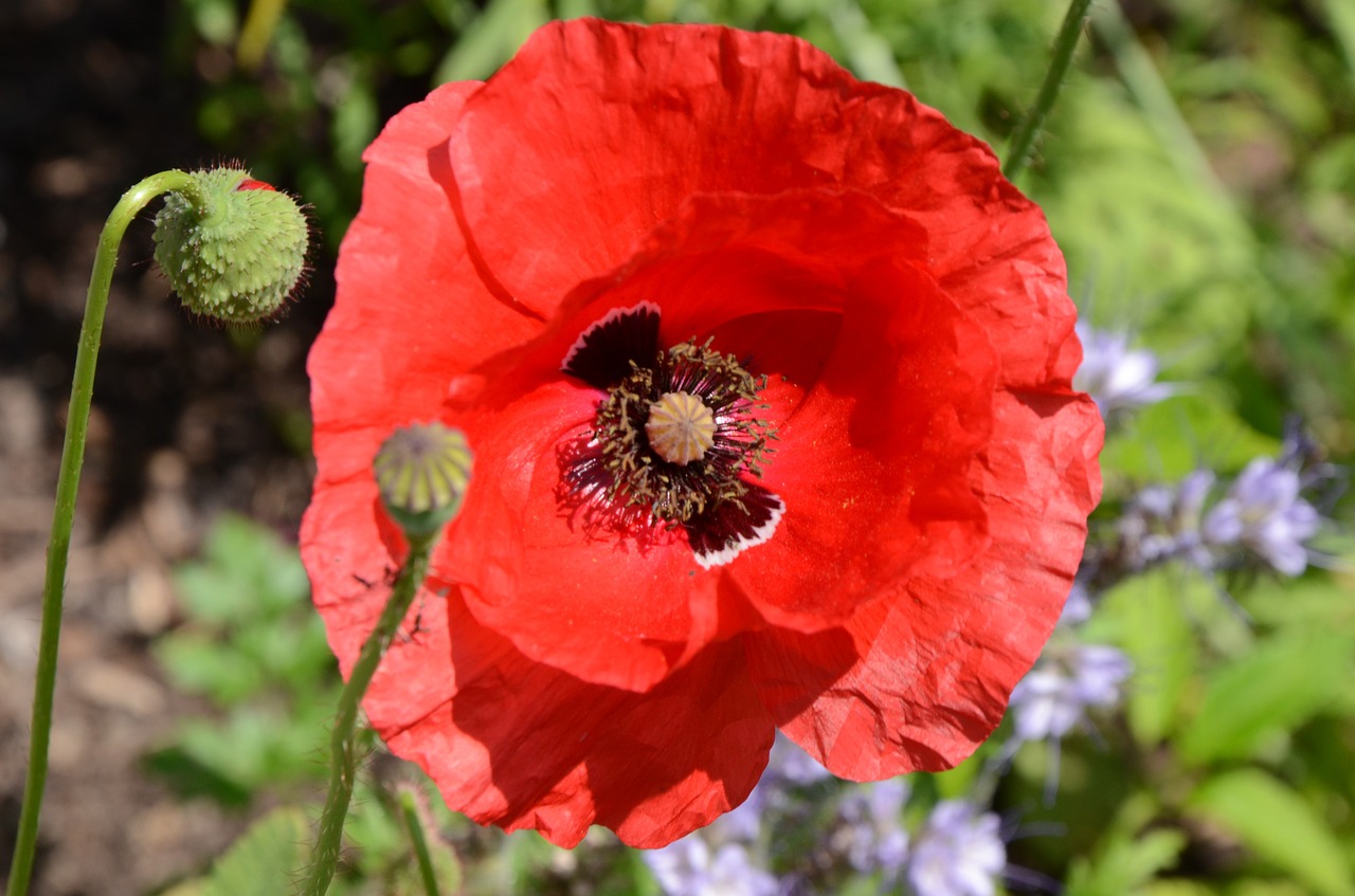 poppy summer flowers free photo