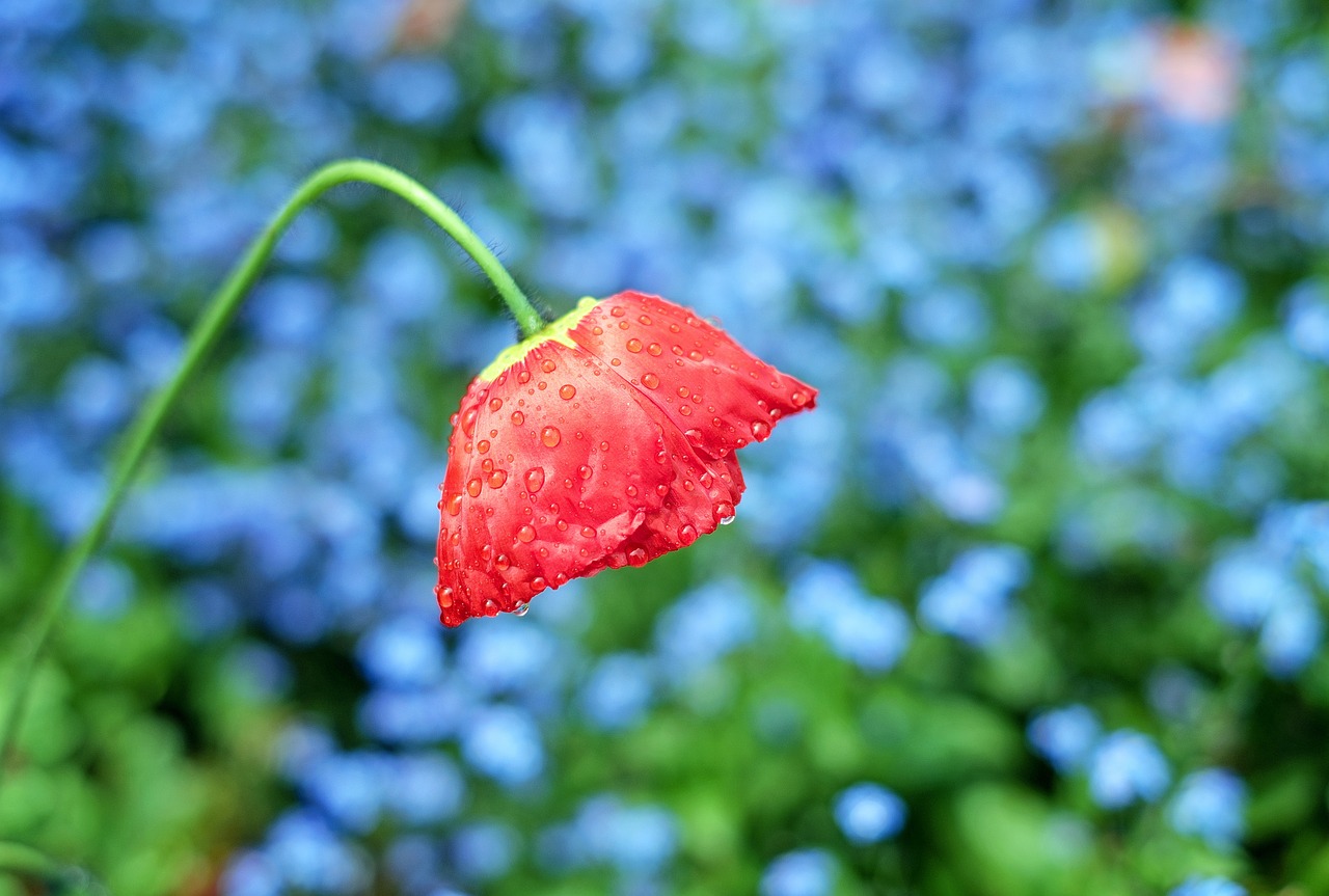 poppy flower blossom free photo