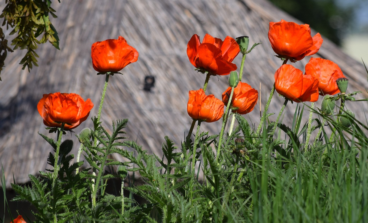 poppy flower red free photo