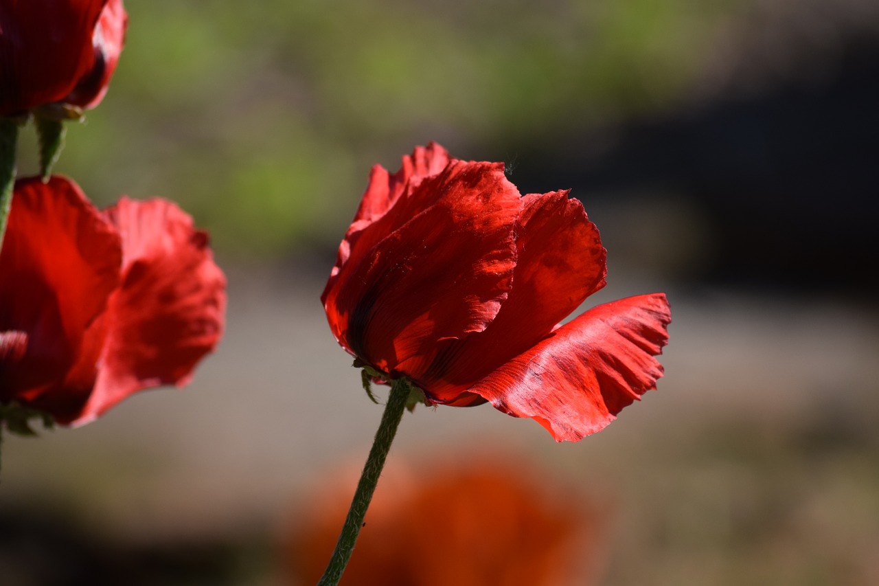 poppy flower red free photo