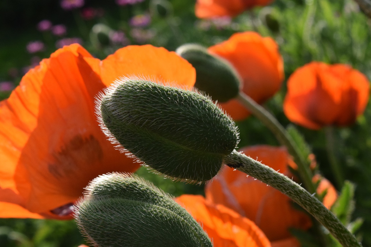 poppy field of poppies field free photo