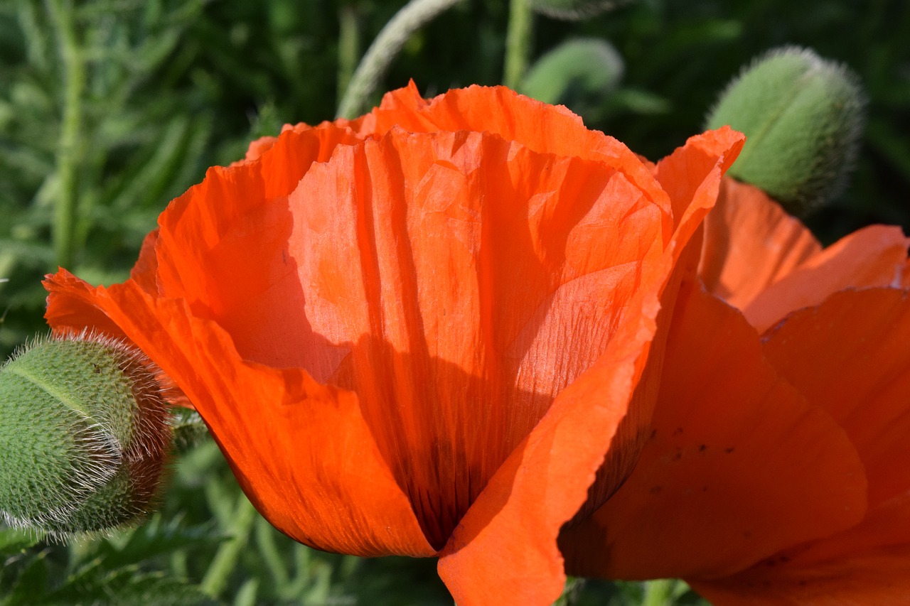 poppy poppy flower flower free photo