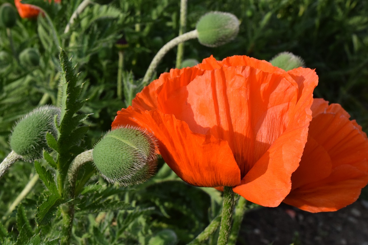 poppy orange blossom free photo