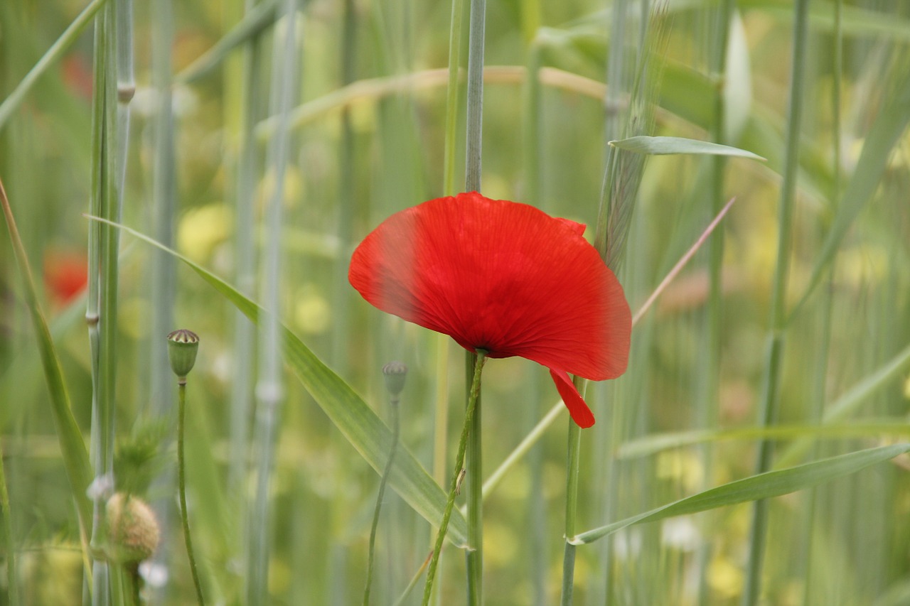 poppy flower field free photo