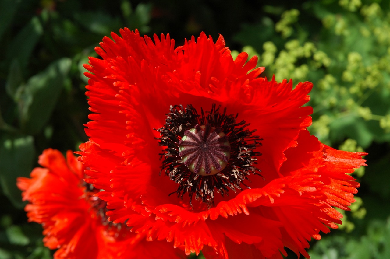 poppy red nature free photo