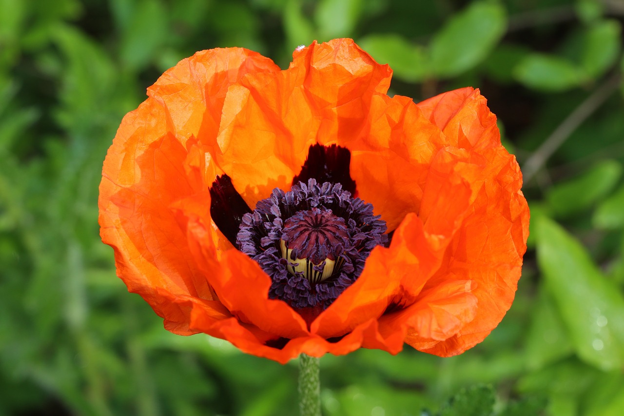 poppy klatschmohn blossom free photo