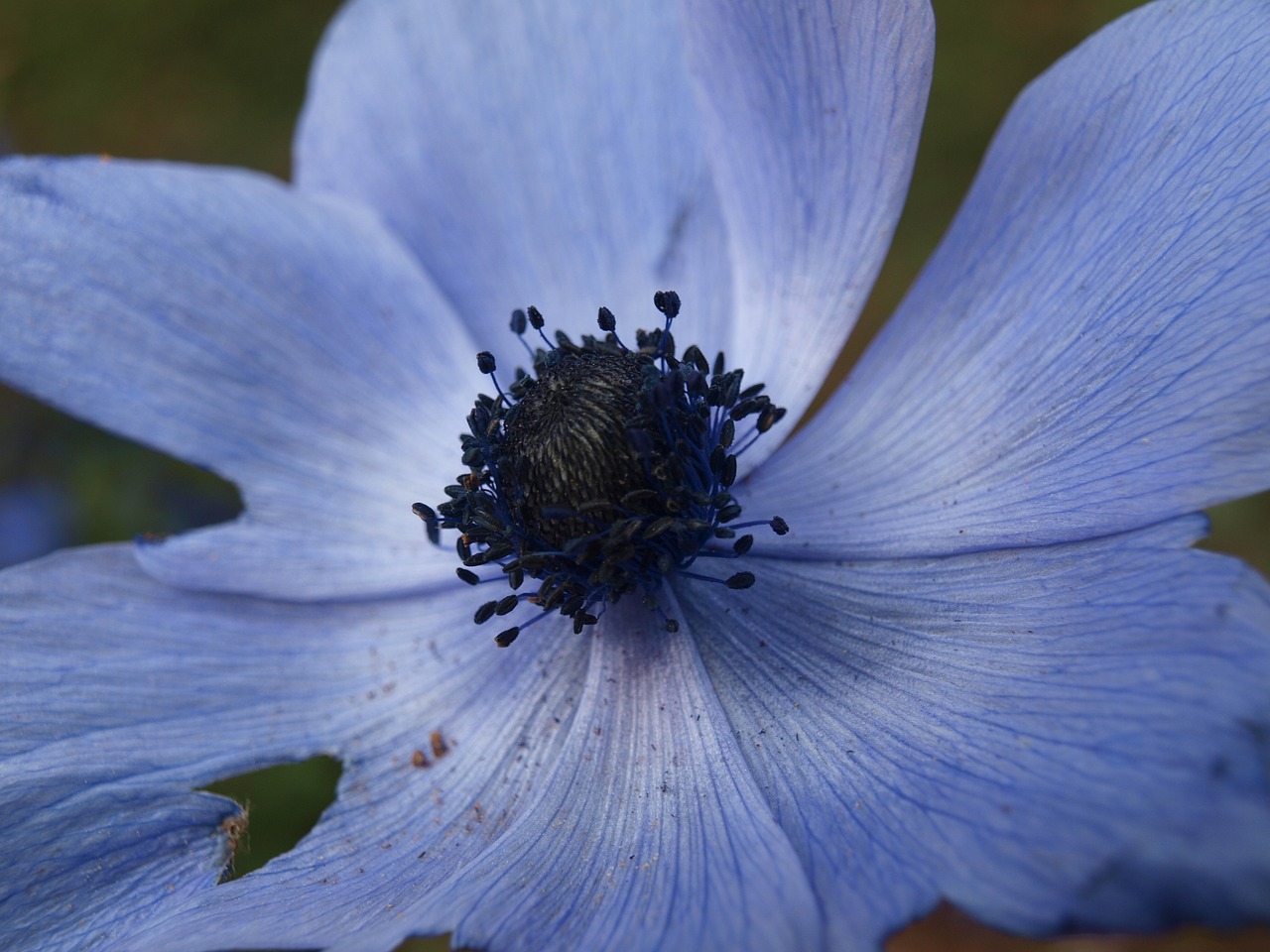 poppy blue flower free photo