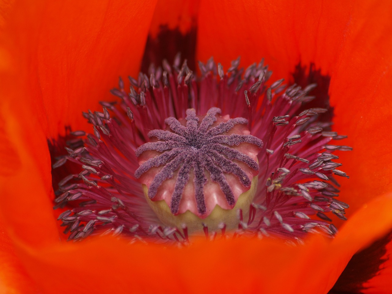 poppy turkish poppy oriental poppy free photo