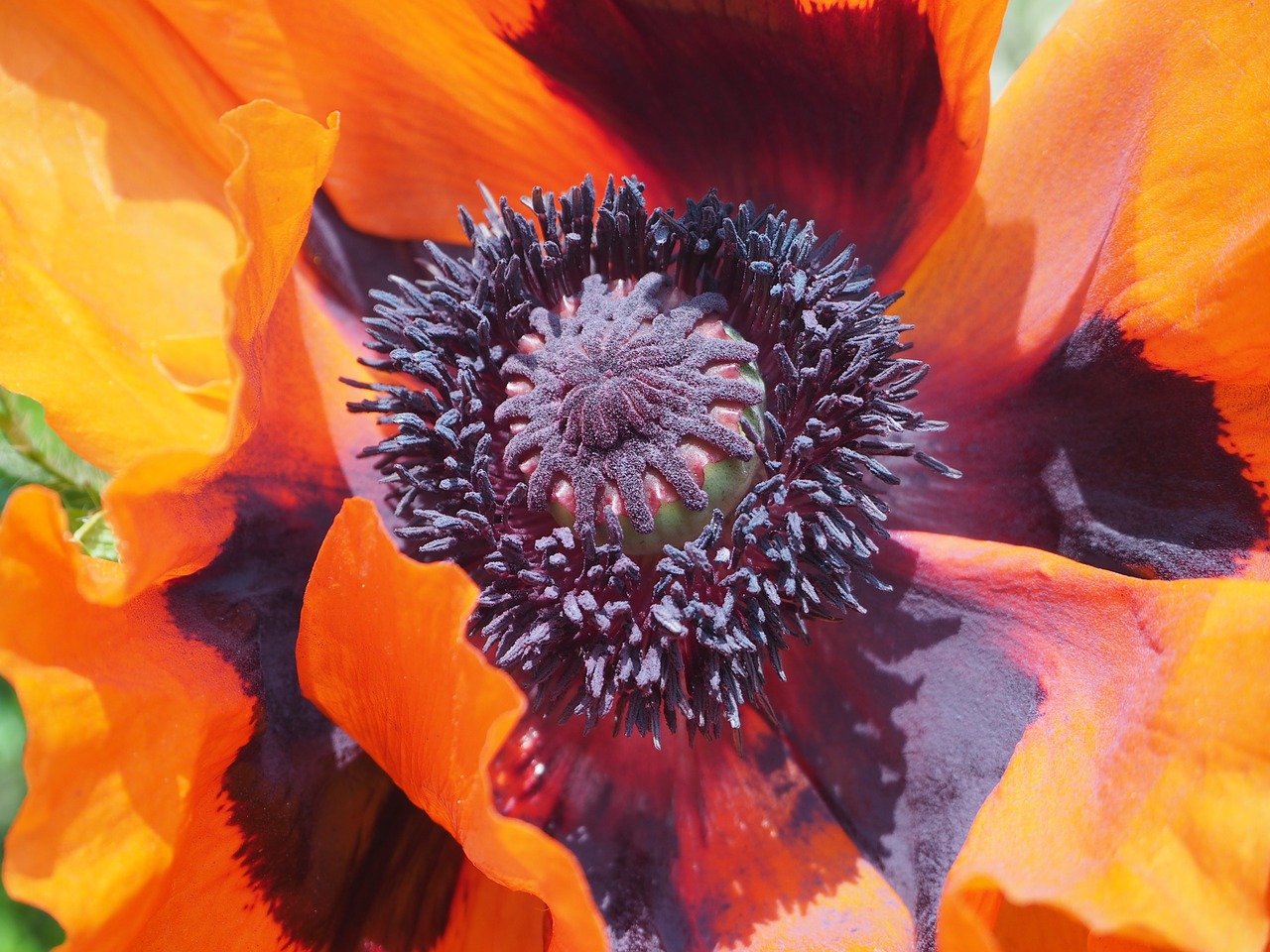 poppy turkish poppy oriental poppy free photo