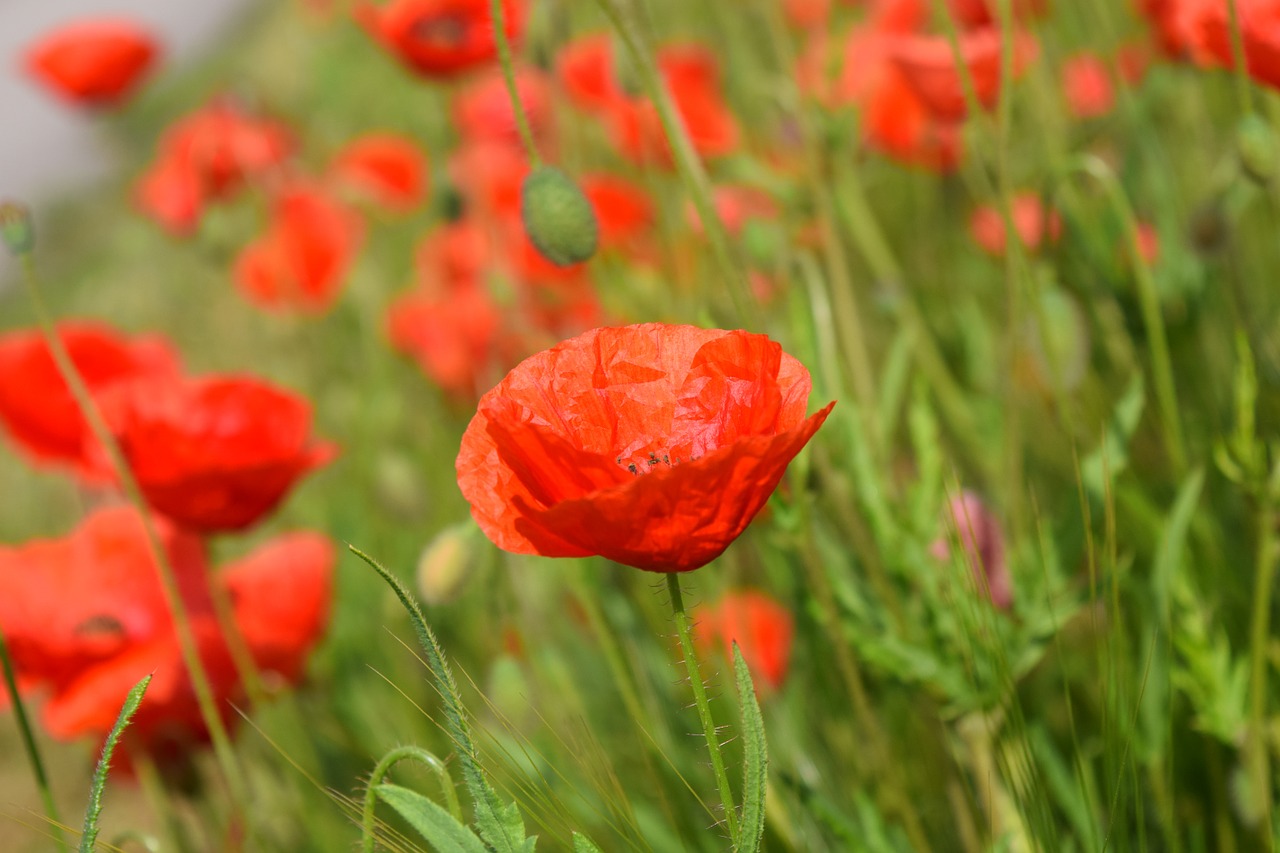 poppy field of poppies klatschmohn free photo