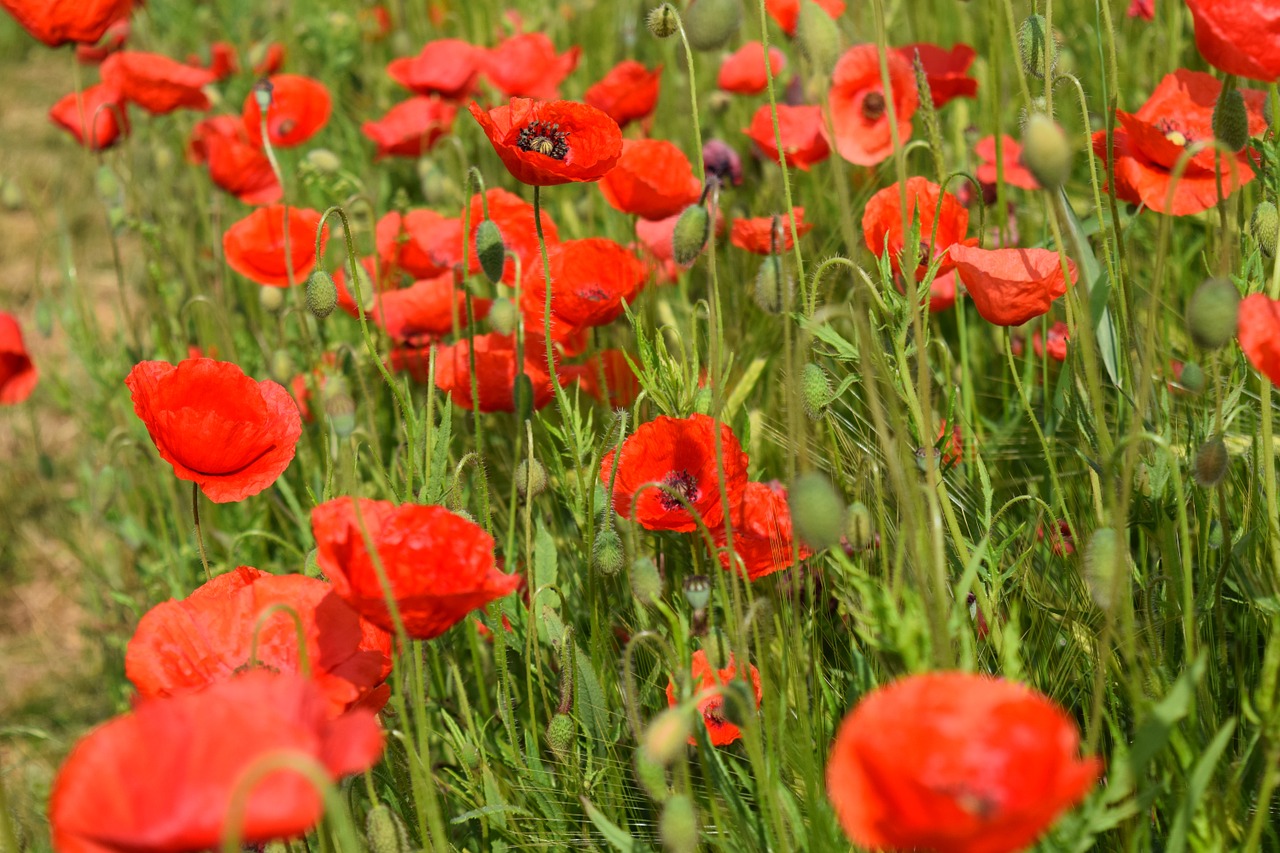 poppy klatschmohn red free photo