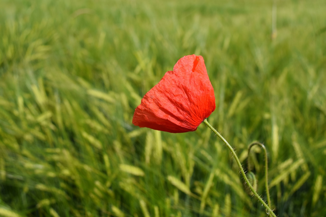 poppy red poppy klatschmohn free photo