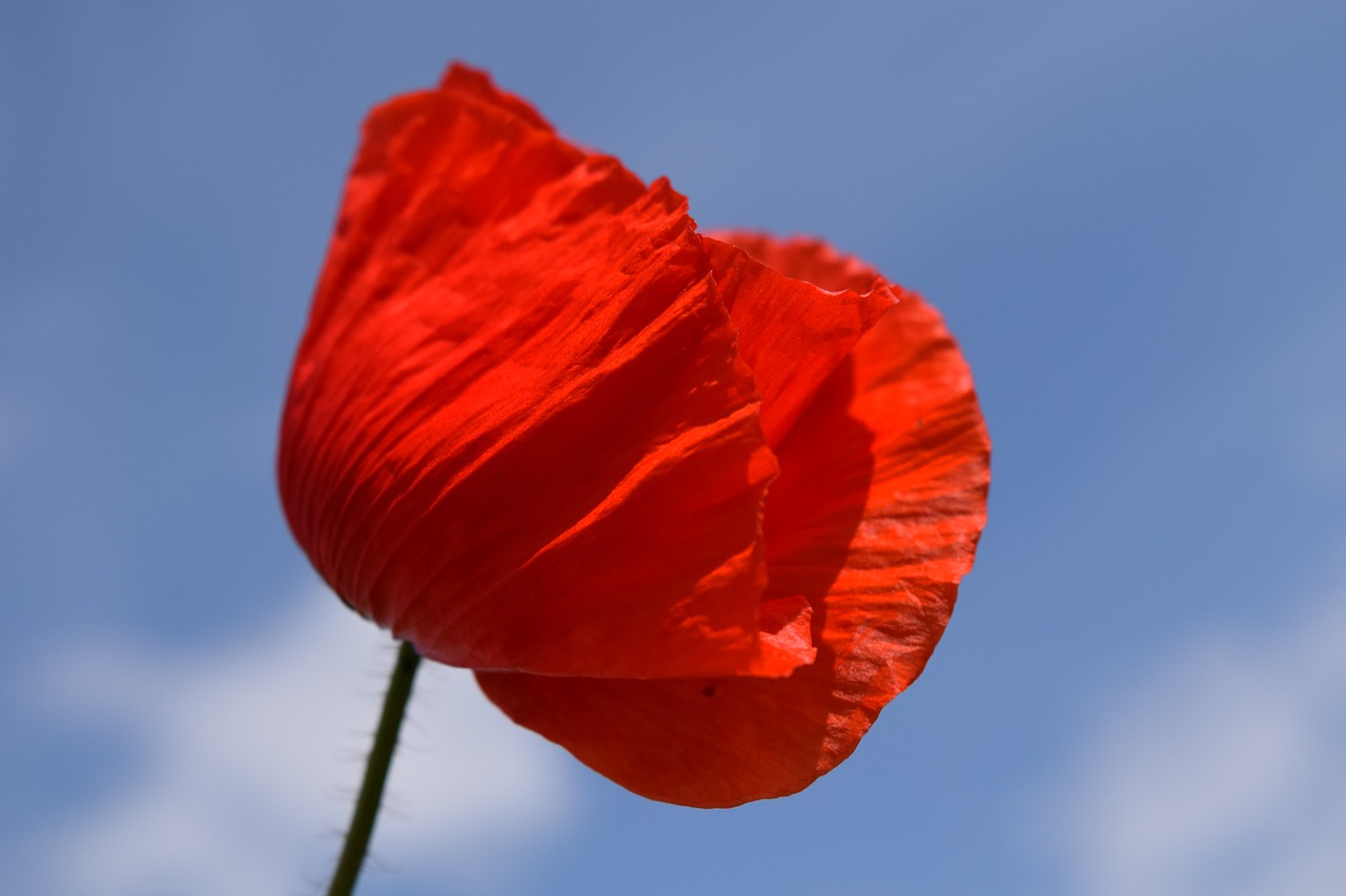 poppy klatschmohn red free photo