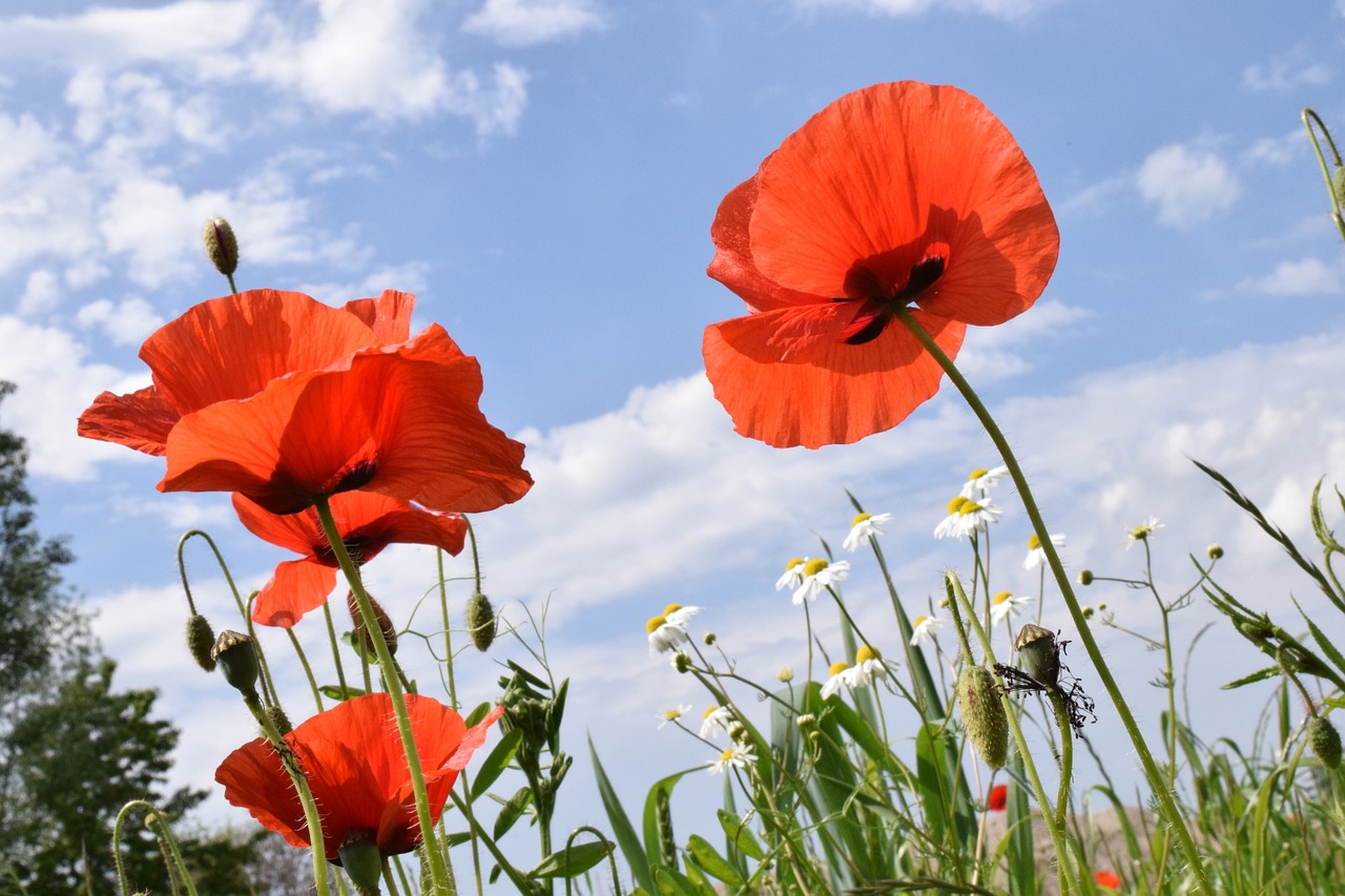 poppy klatschmohn red free photo