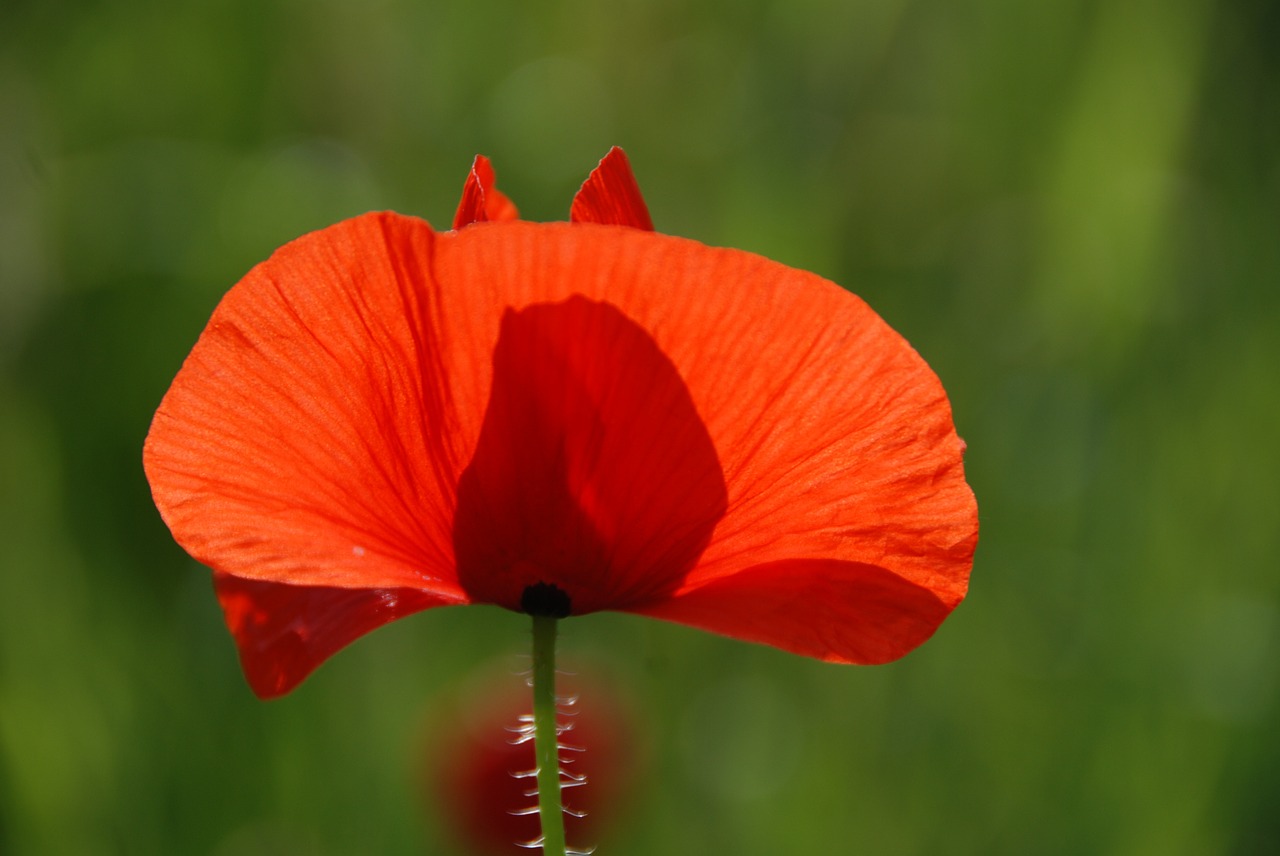 poppy poppy flower blossom free photo