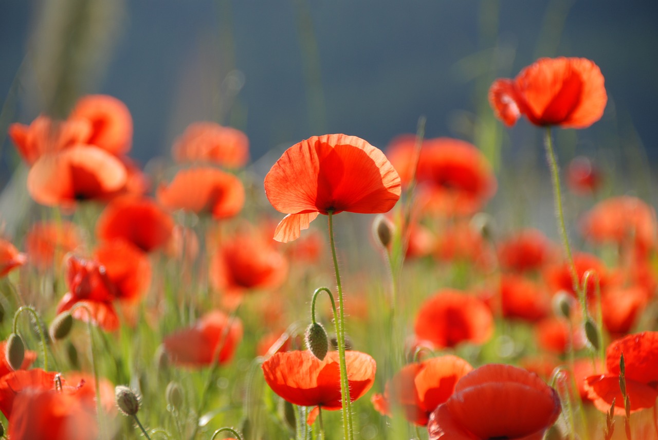 poppy poppy flower flowers free photo