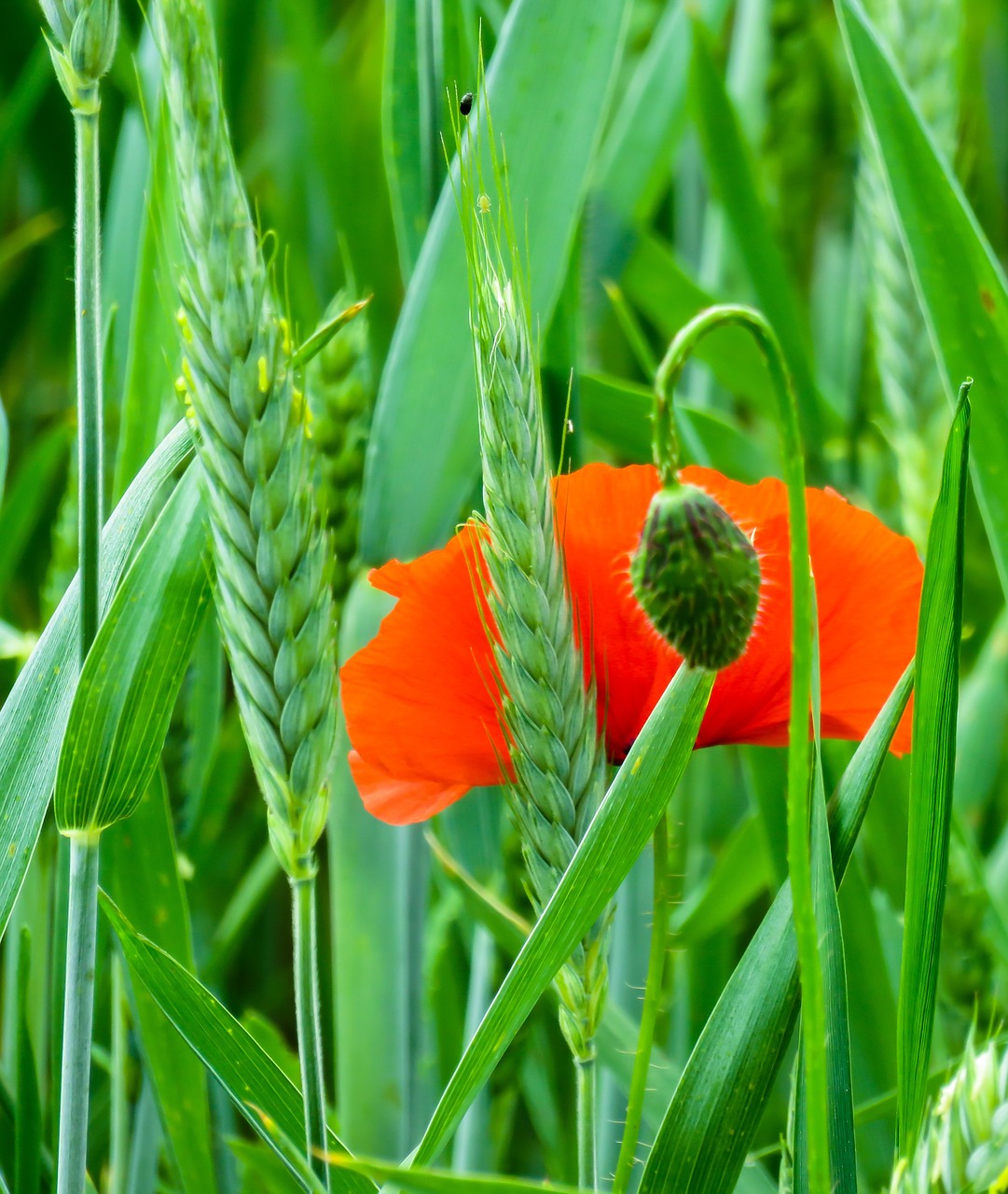 poppy flower blossom free photo