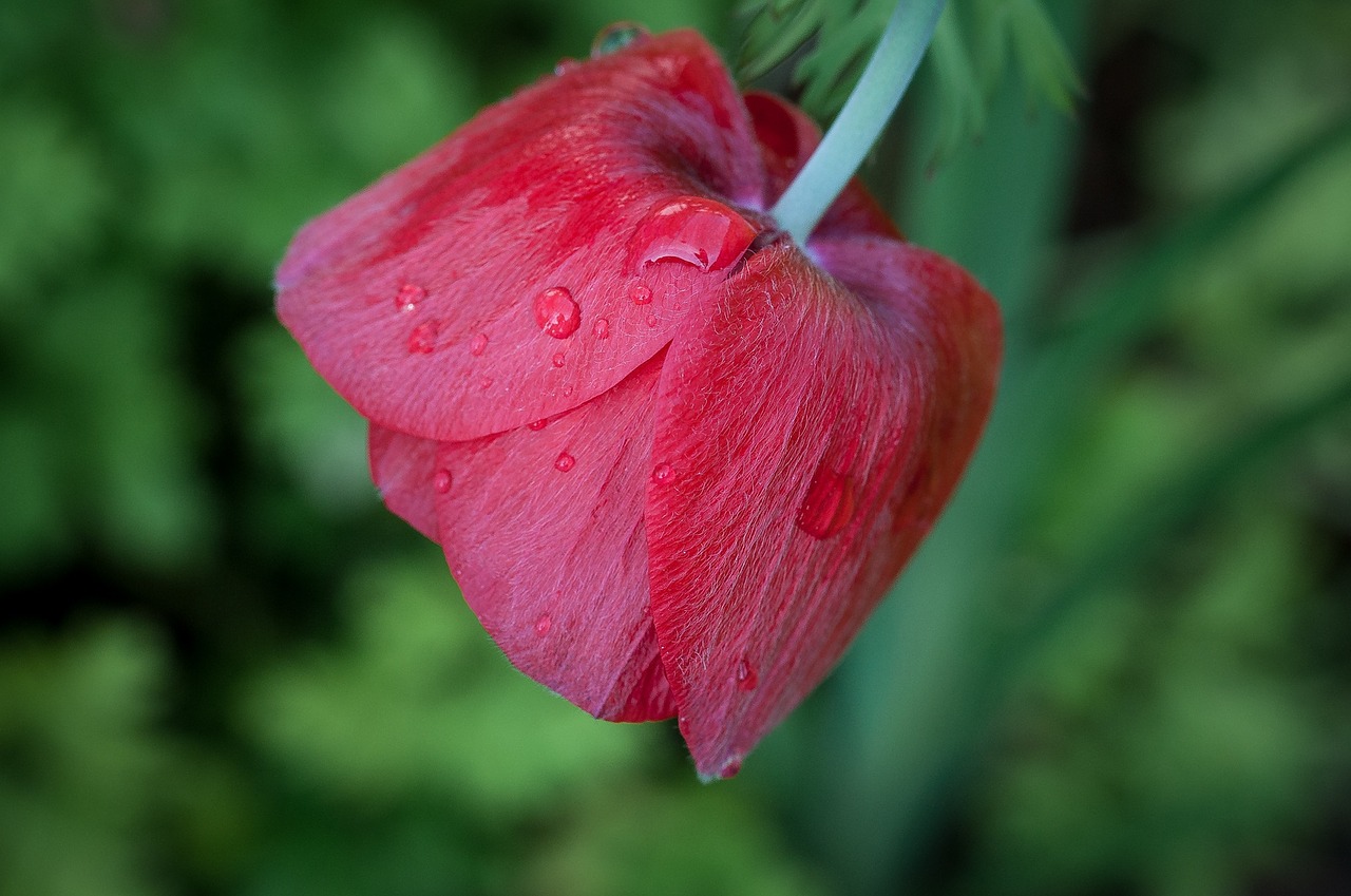 poppy poppy flower red poppy free photo