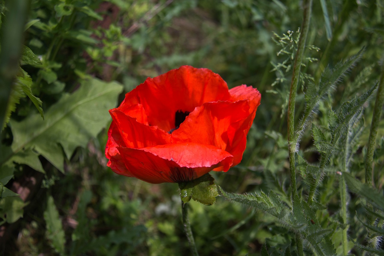 poppy red flower free photo