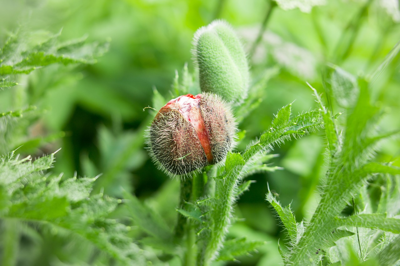 poppy bud poppy bud free photo