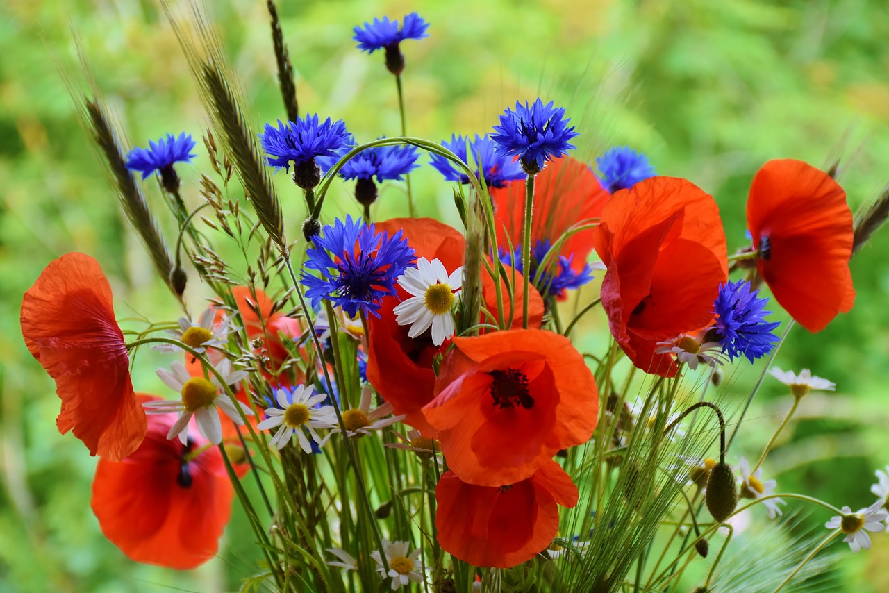 poppy poppies cornflowers free photo