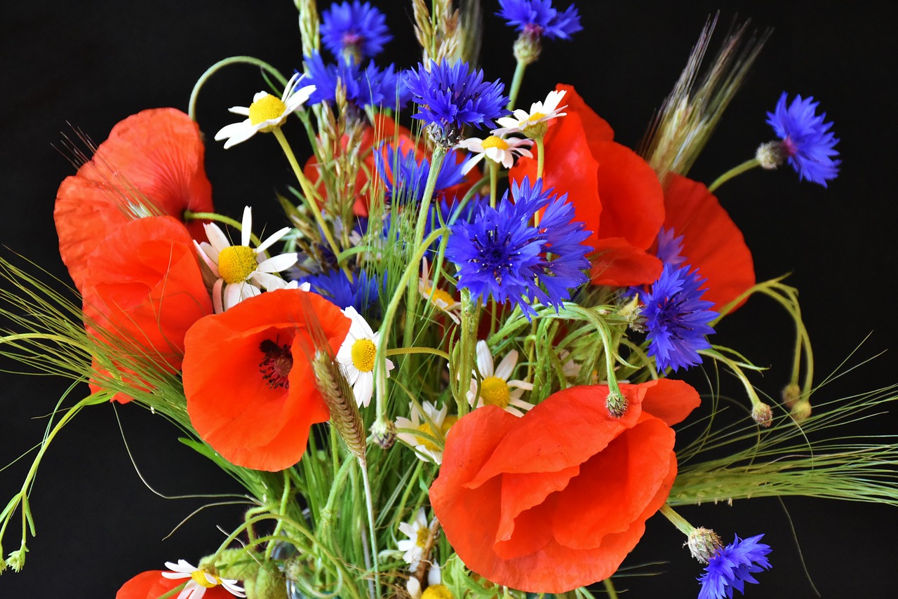 poppy poppies cornflowers free photo