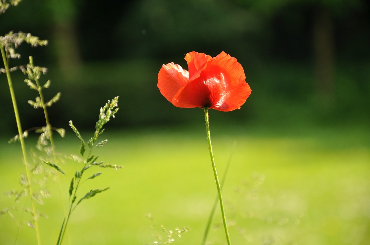 poppy flower petal free photo