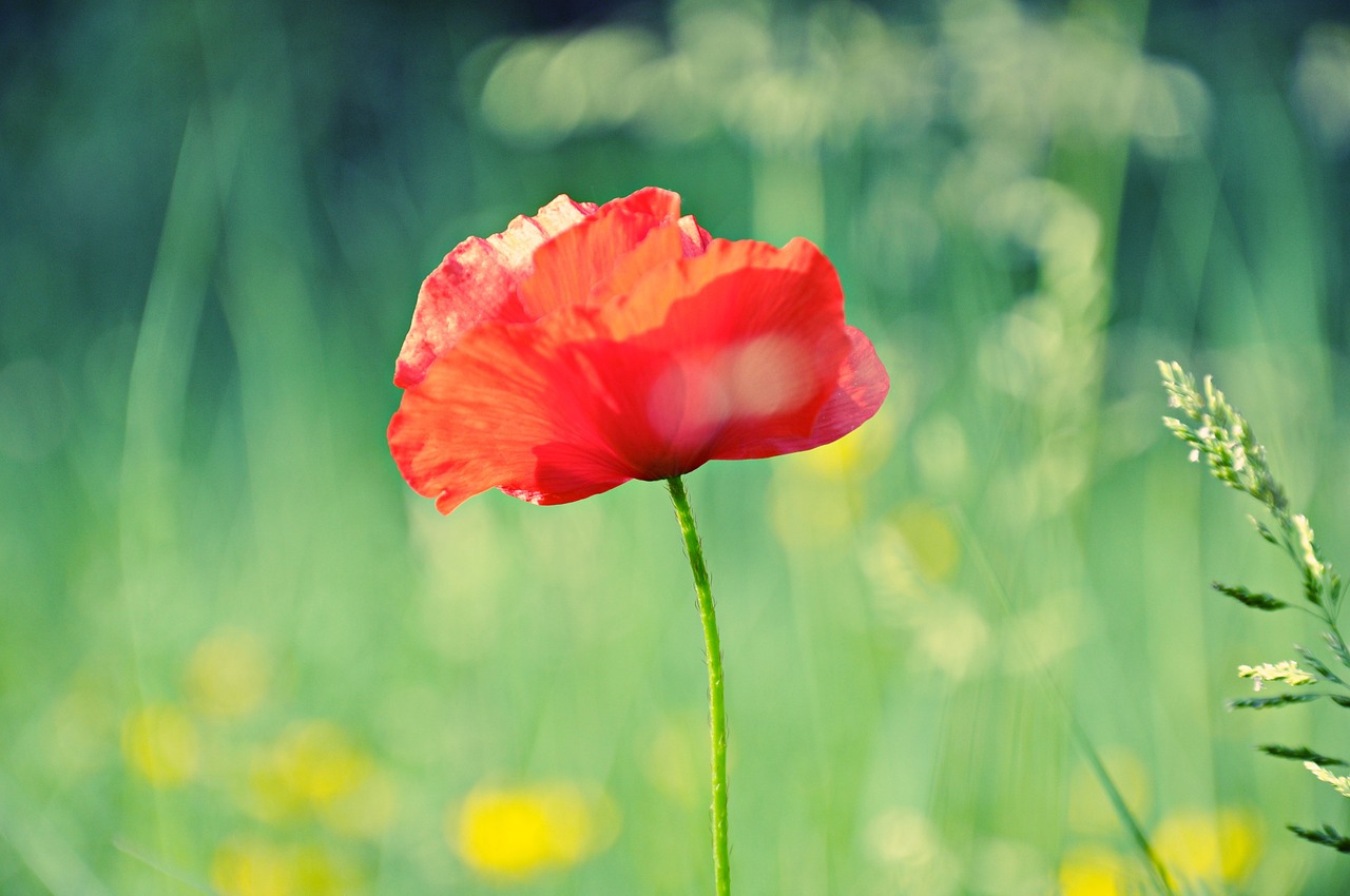 poppy flower petal free photo