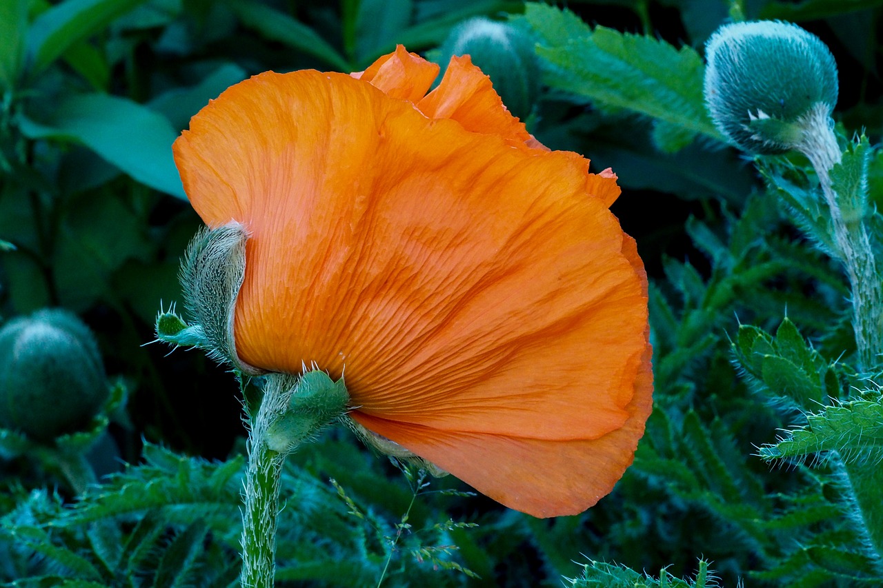 poppy blossom bloom free photo