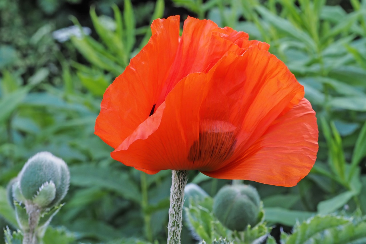 poppy blossom bloom free photo