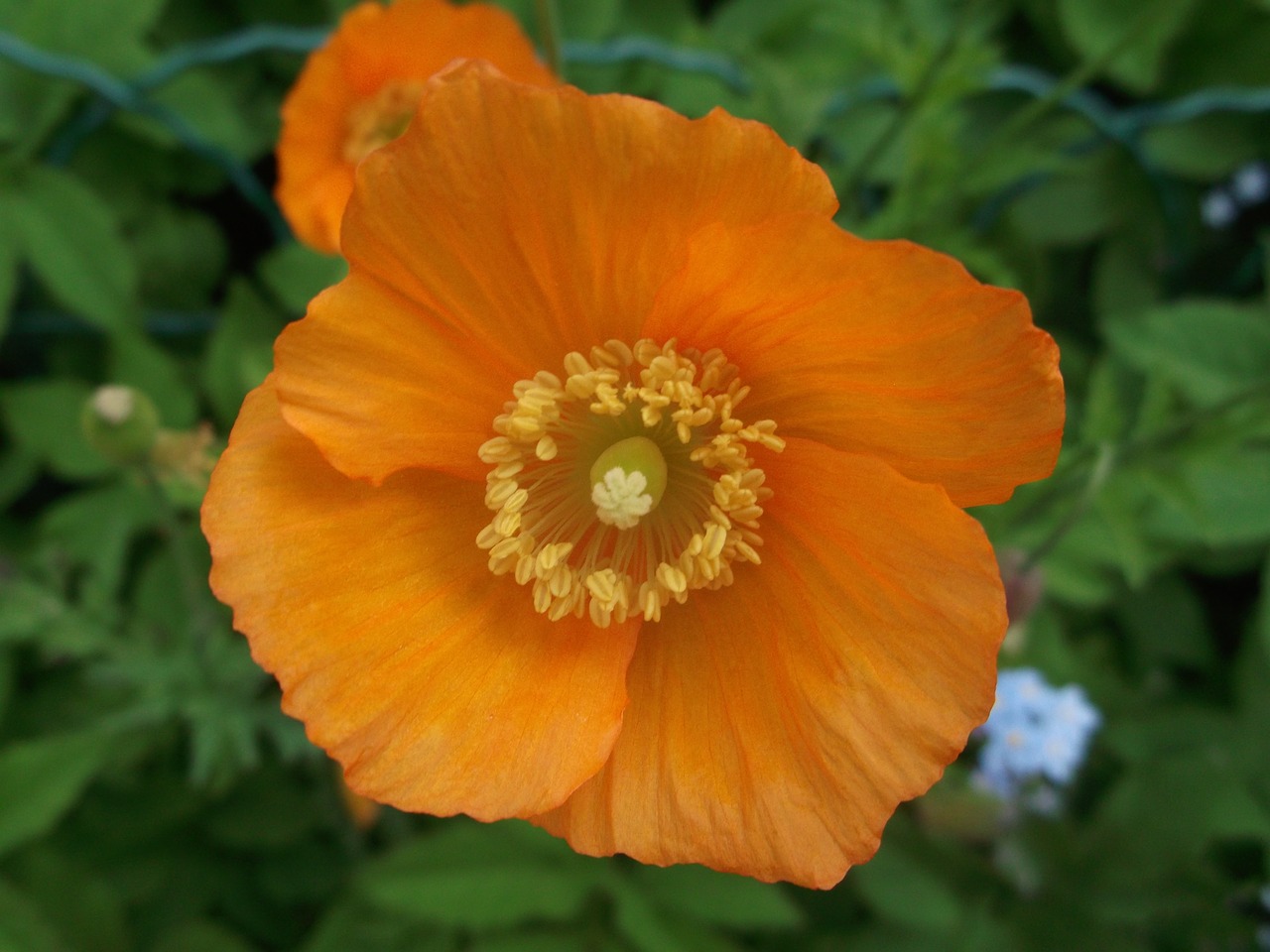 poppy garden blossom free photo