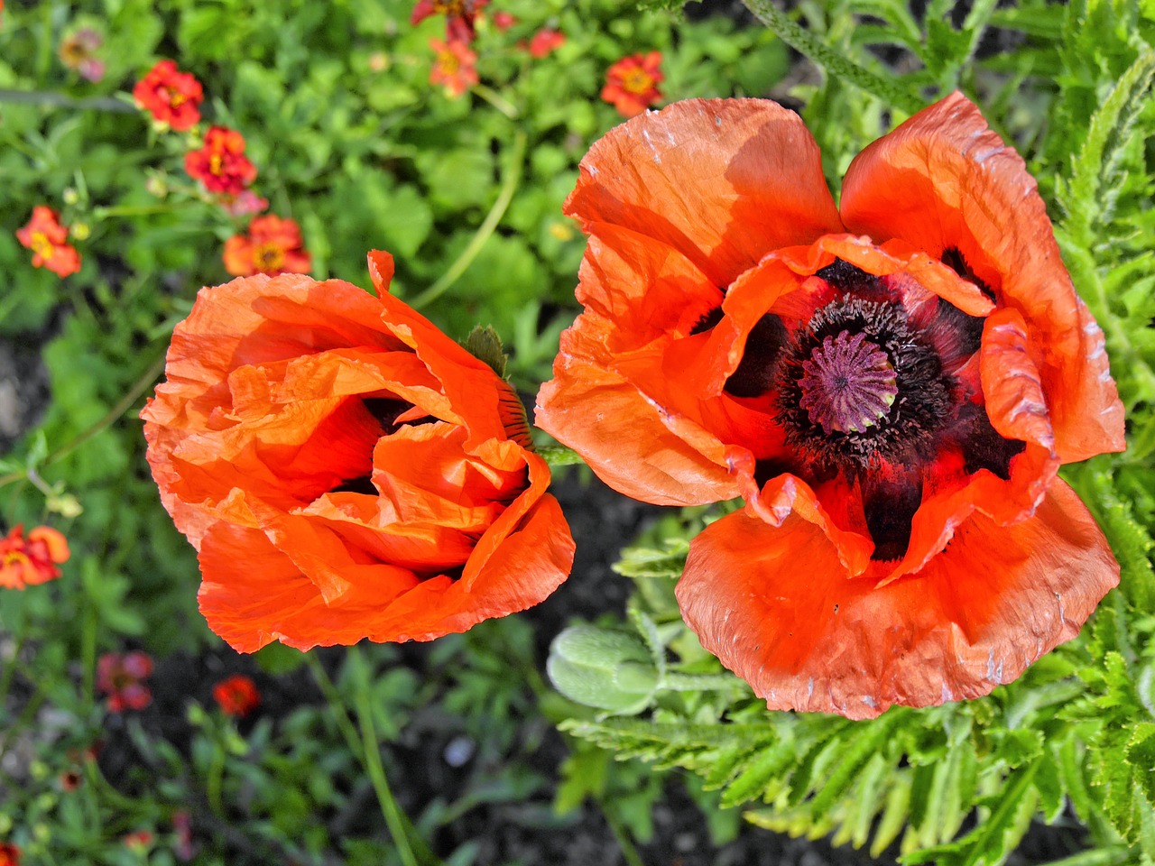 poppy blossom bloom free photo