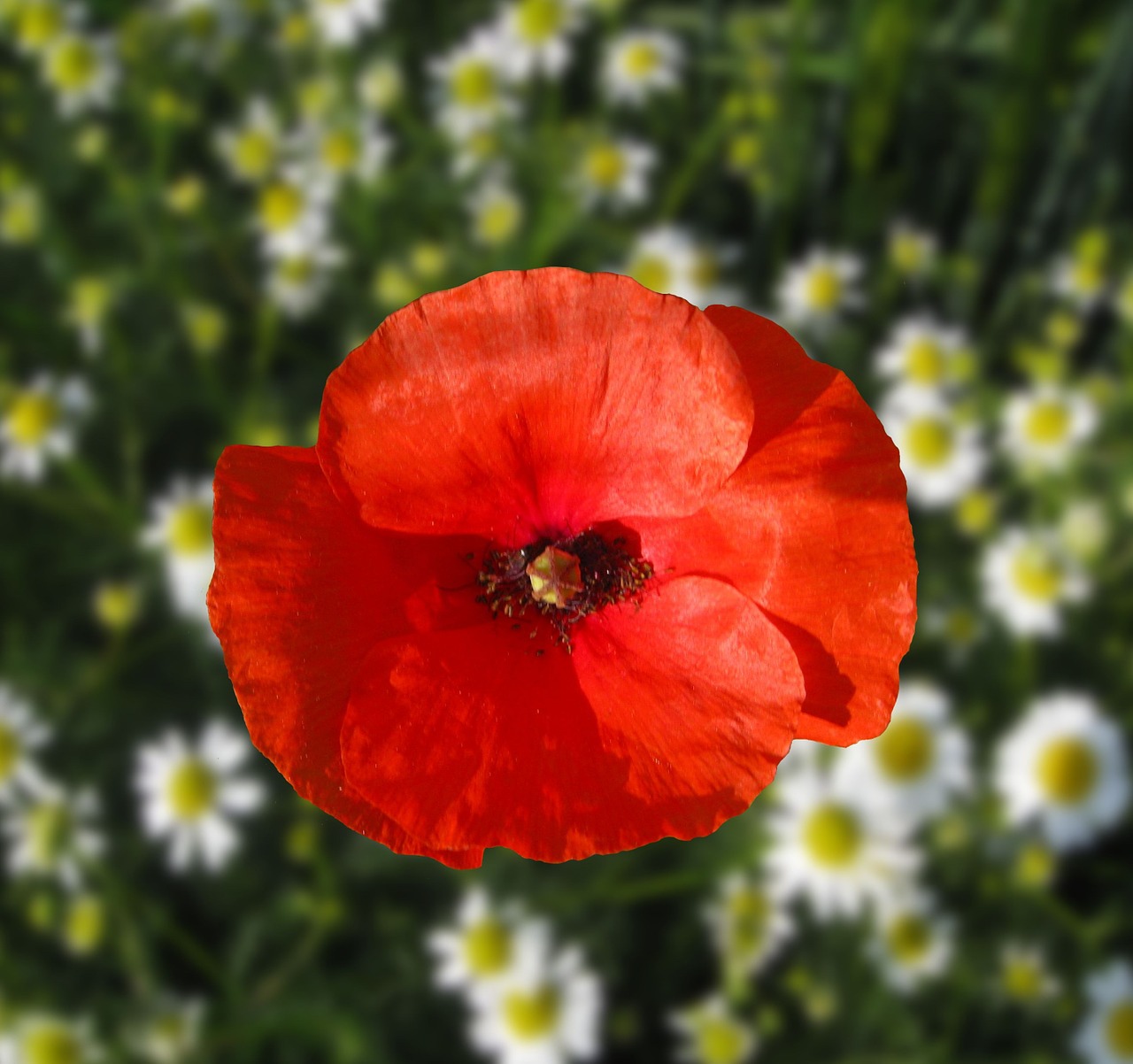 klatschmohn poppy red free photo