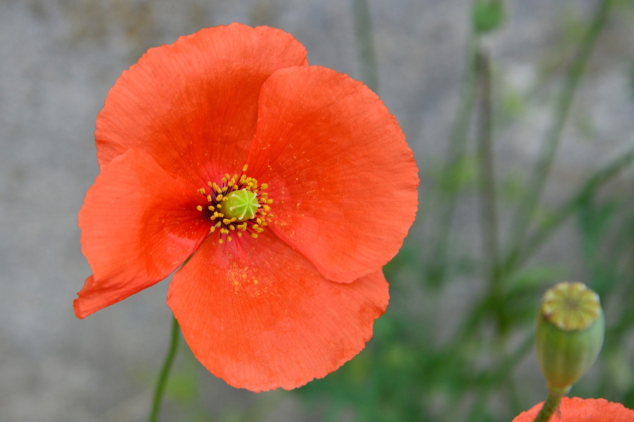 poppy blossom bloom free photo