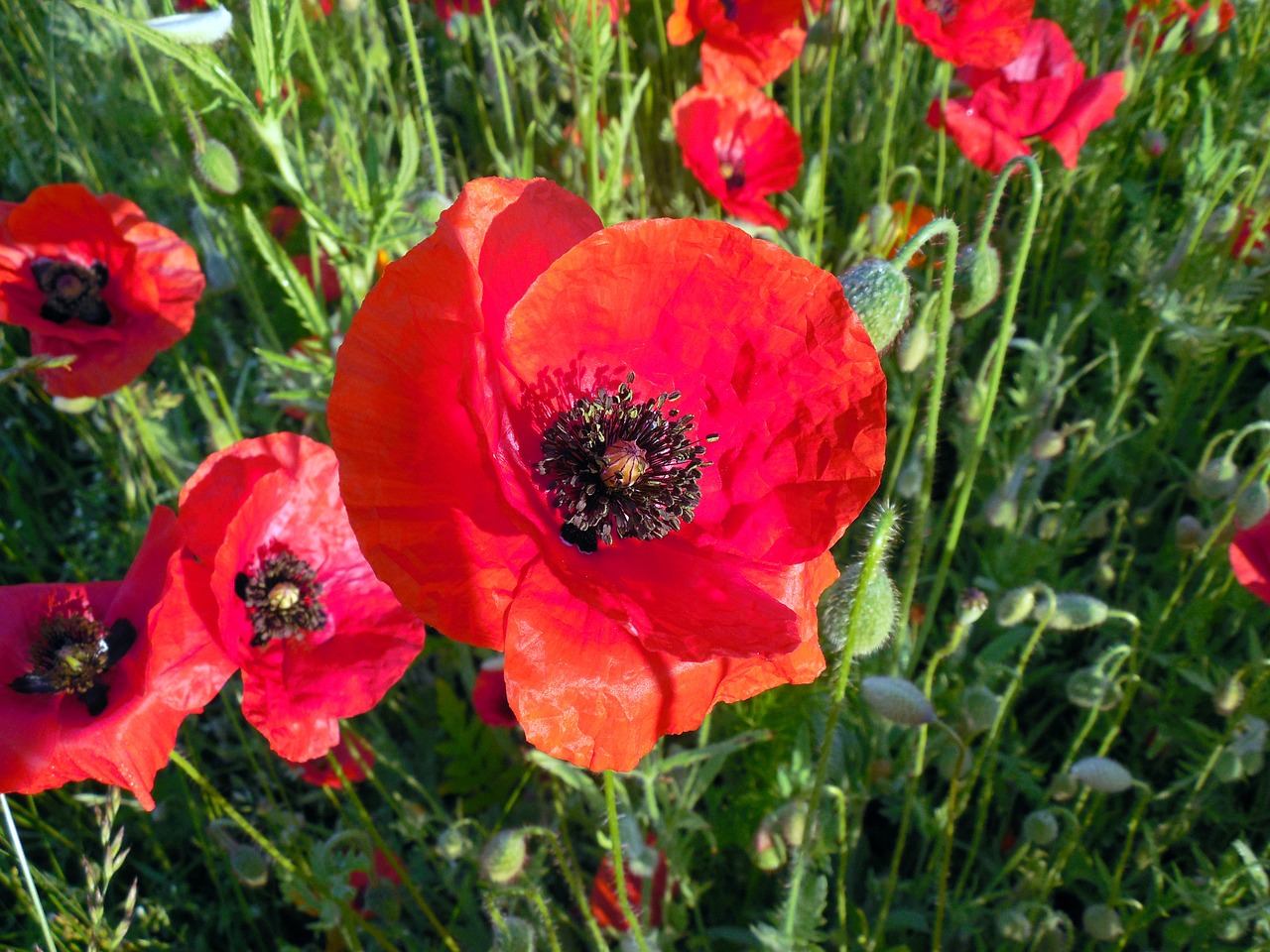 poppy papaver poppy flower free photo