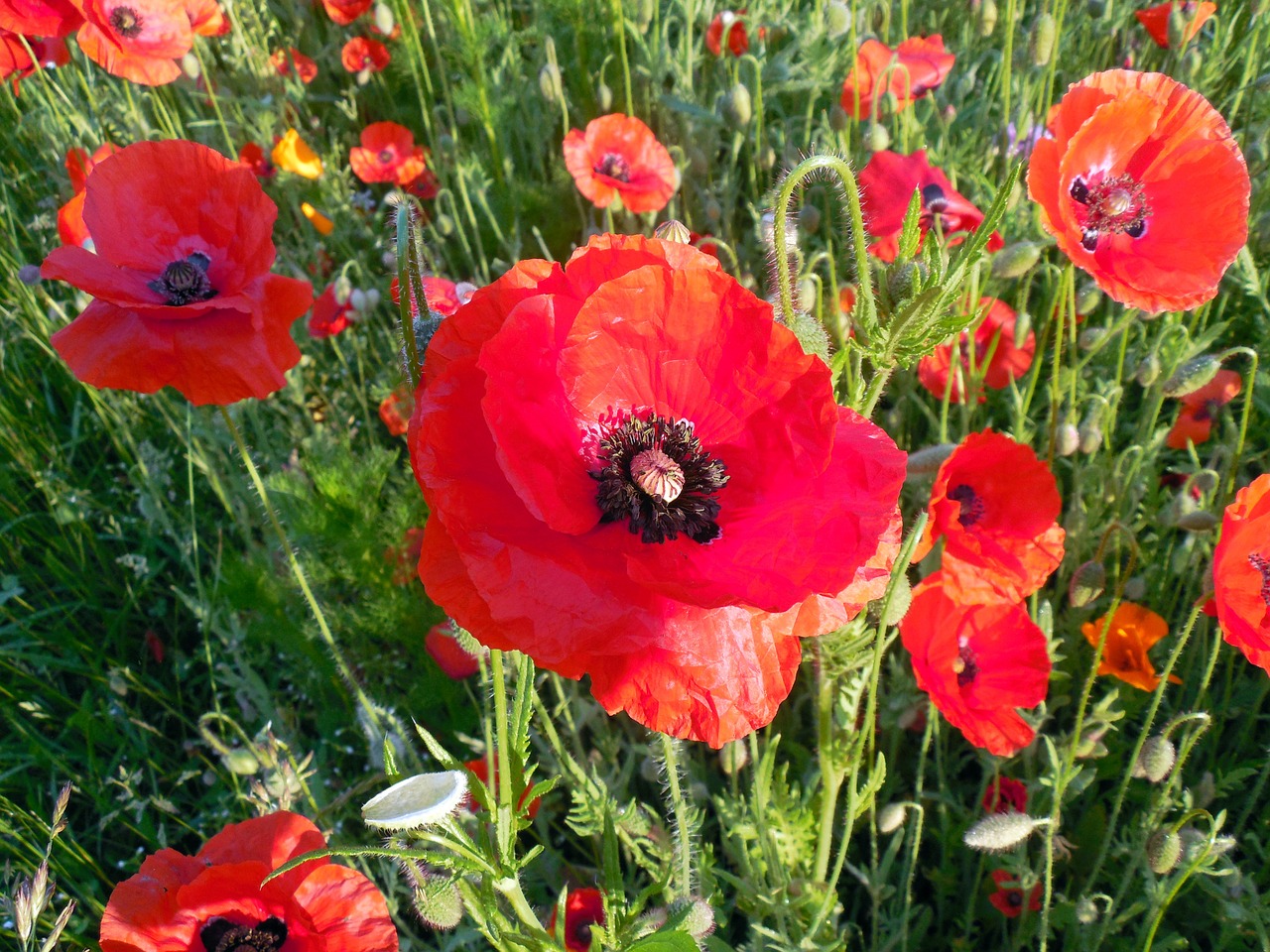 poppy papaver poppy flower free photo