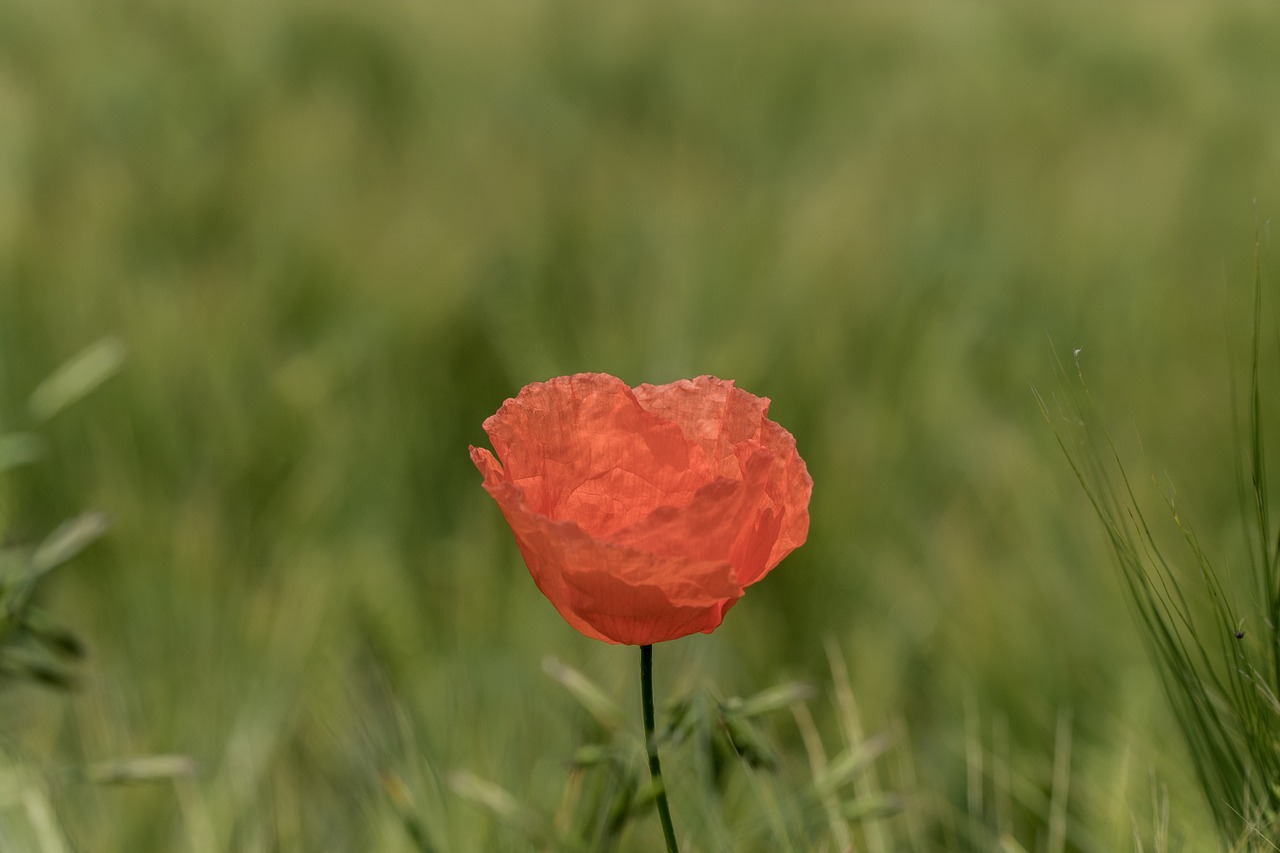 poppy green poppy flower free photo