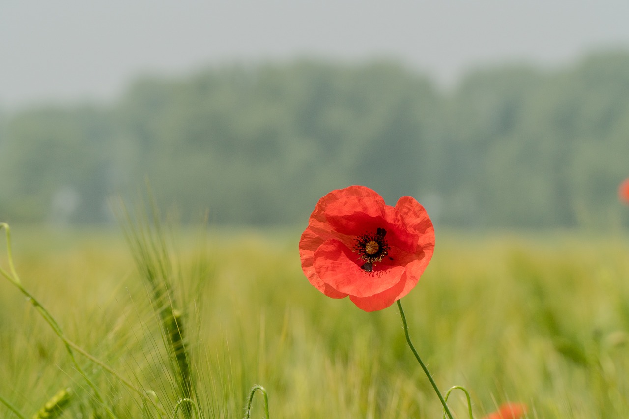 poppy green poppy flower free photo