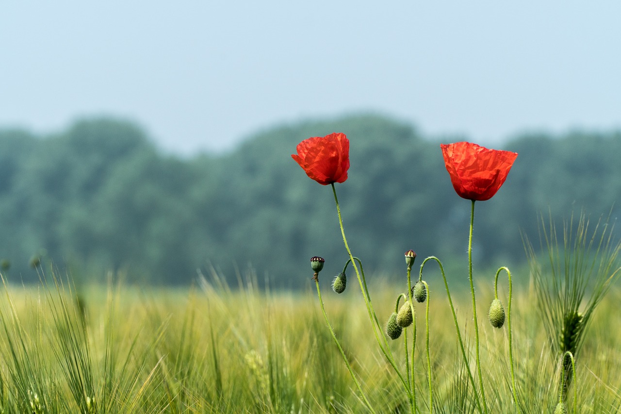 poppy green poppy flower free photo