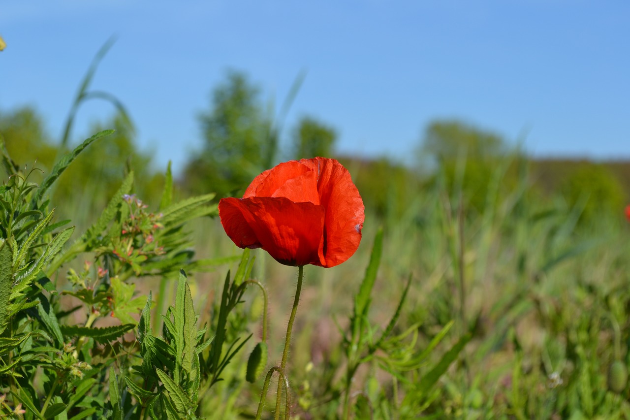 poppy flower nature free photo