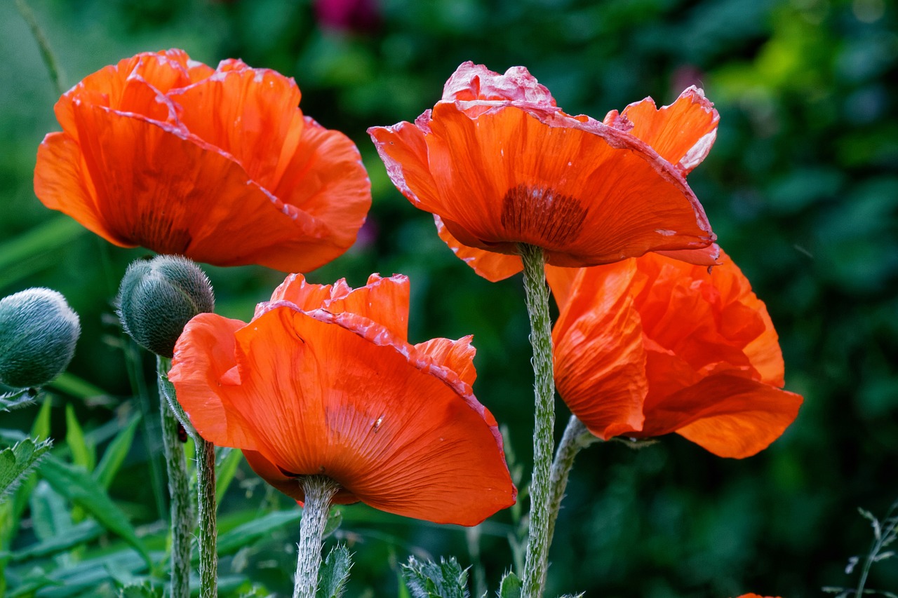 poppy fade wither free photo