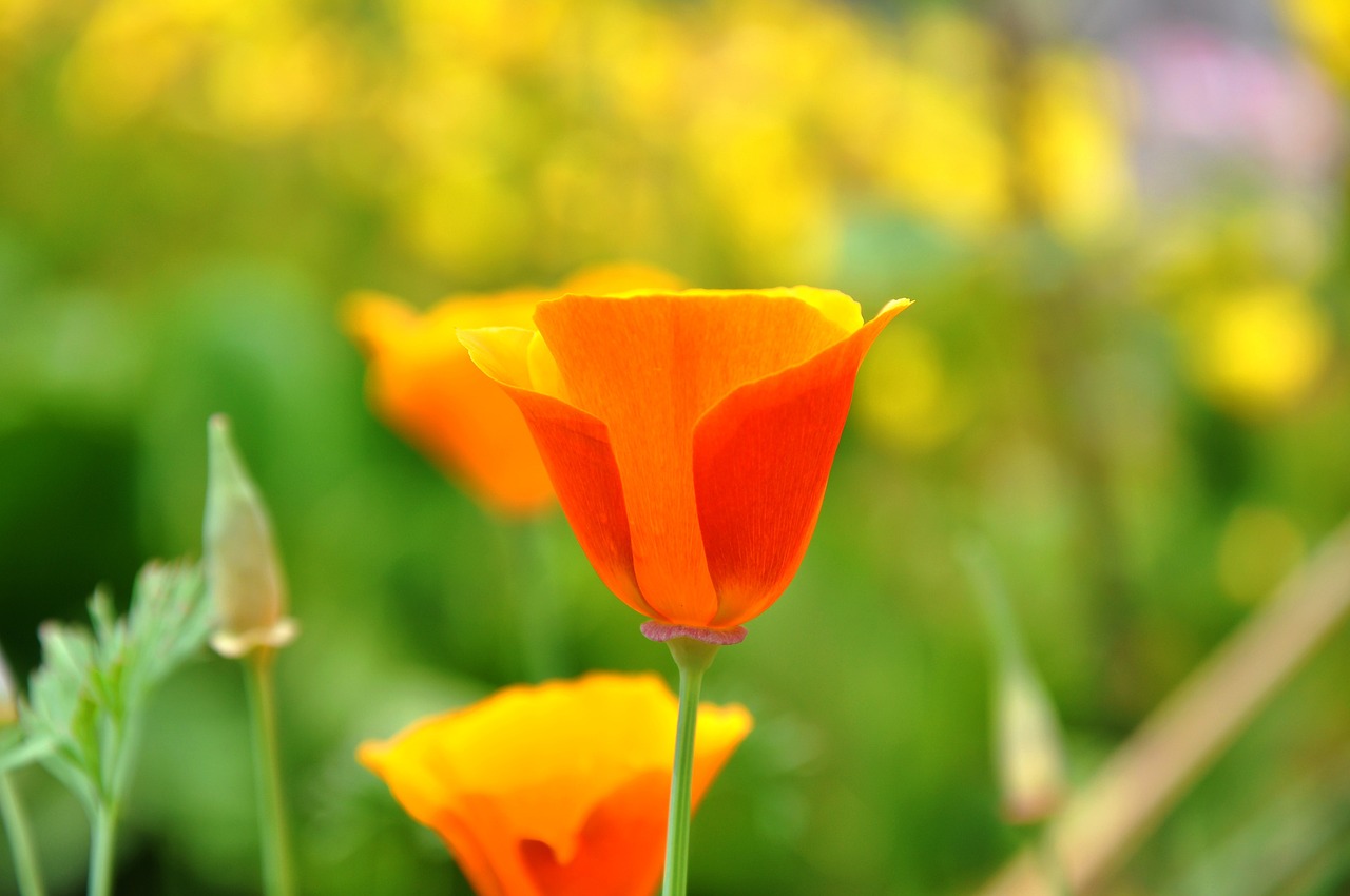 poppy wildflower meadow flower free photo