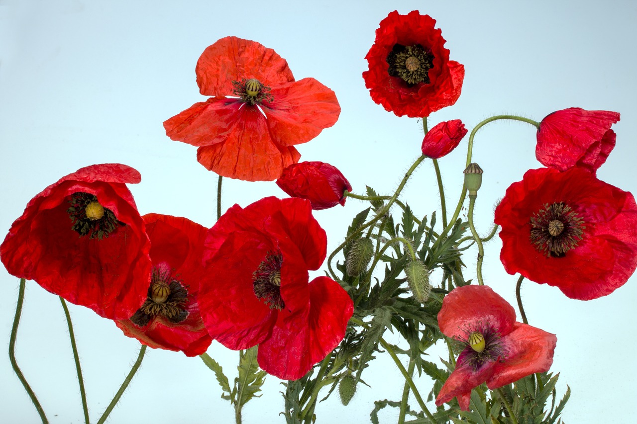 poppy klatschmohn macro free photo