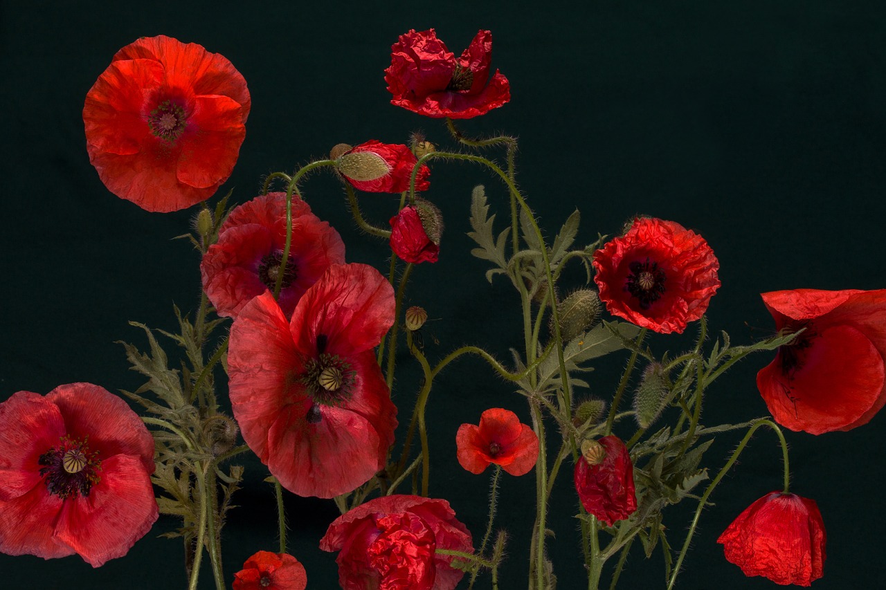 poppy klatschmohn macro free photo