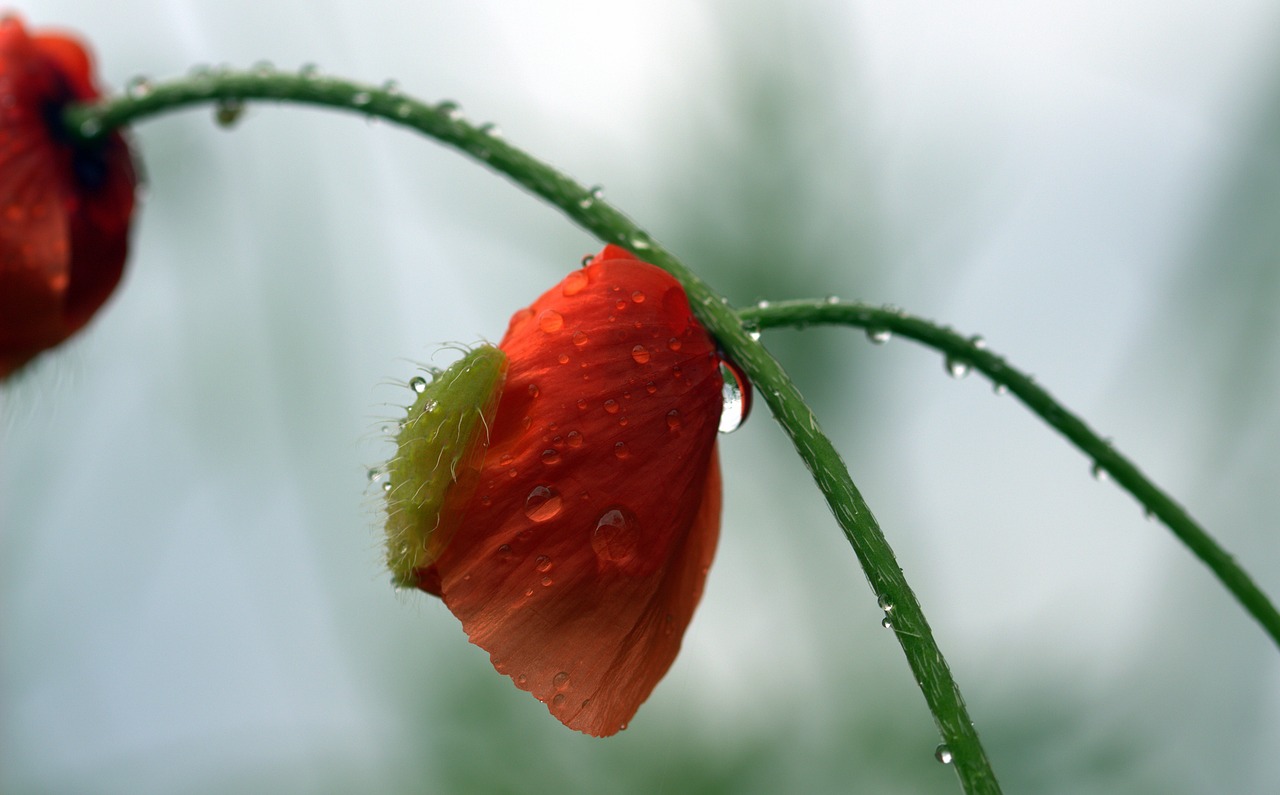 poppy papaver rhoeas klatschmohn free photo